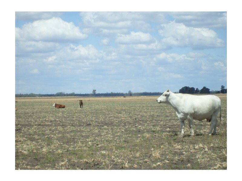 Lot 1 Owens Scrub Rd, Punchs Creek QLD 4357