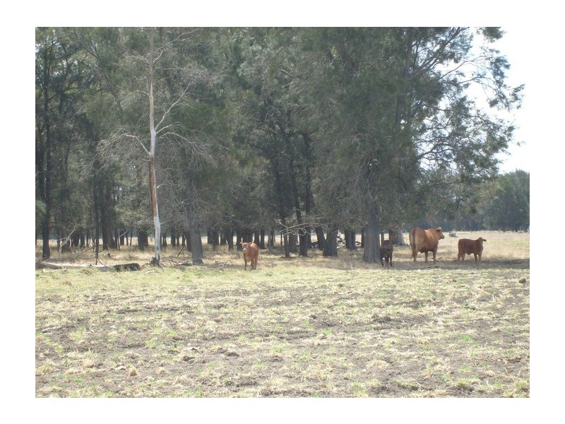 Lot 1 Owens Scrub Rd, Punchs Creek QLD 4357