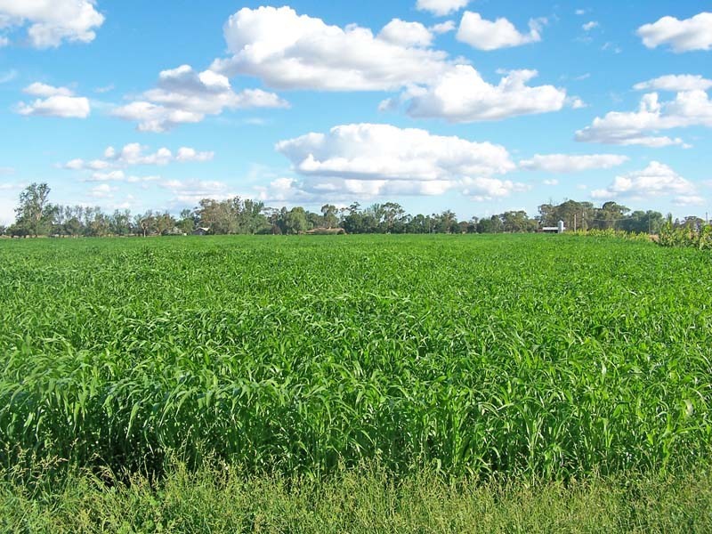 482 Day Road, Tongala VIC 3621