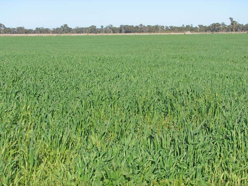 480 Coomboona Road, Mooroopna VIC 3629