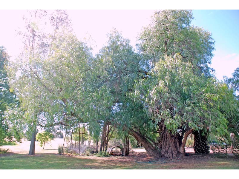 33 Cooma Road, Kyabram VIC 3620