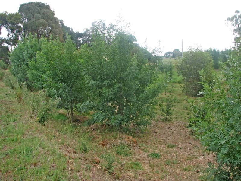 975 Mulchay Road, Gillieston VIC 3616