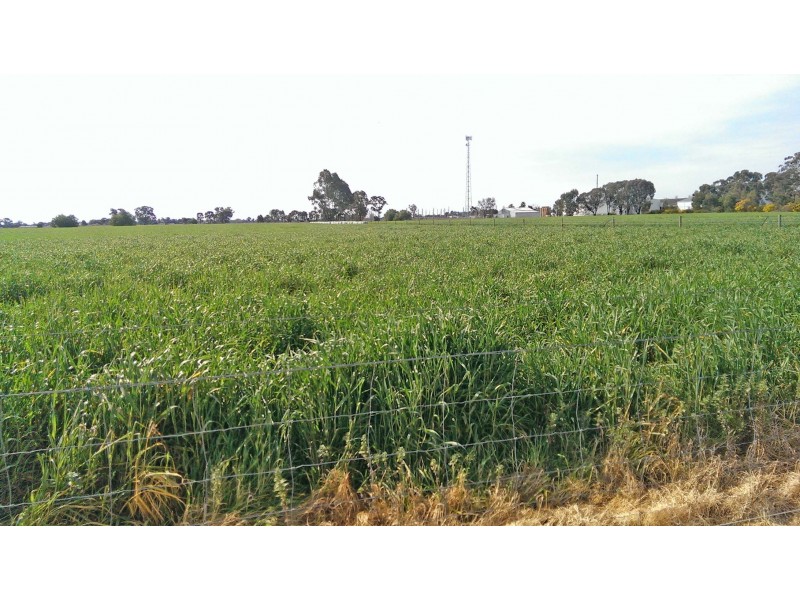 35-37 Morrissey Street, Merrigum VIC 3618