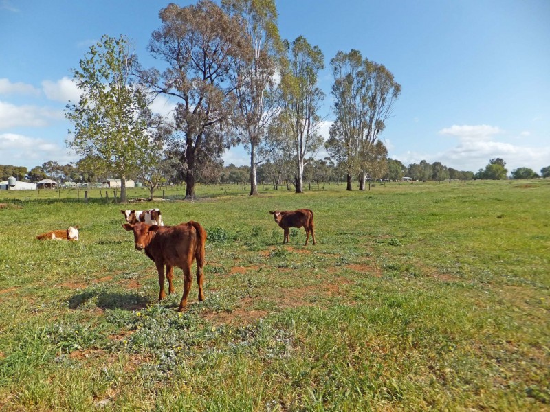 1468 Wilson Road, Tongala VIC 3621