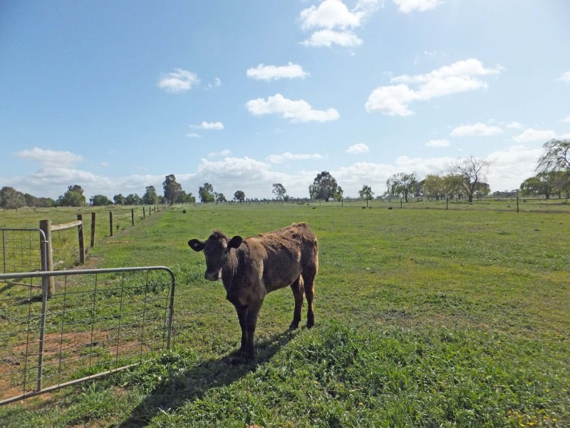 1468 Wilson Road, Tongala VIC 3621
