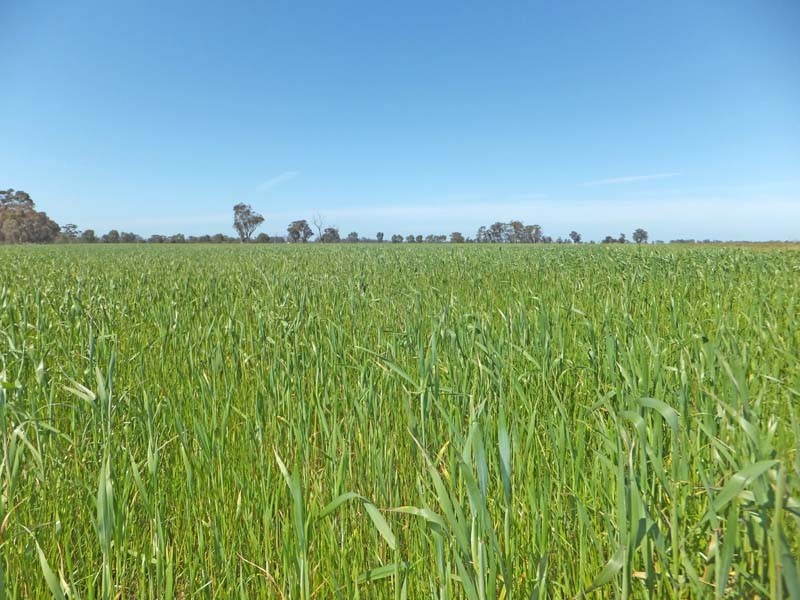 2567 Echuca Road, St Germains VIC 3620