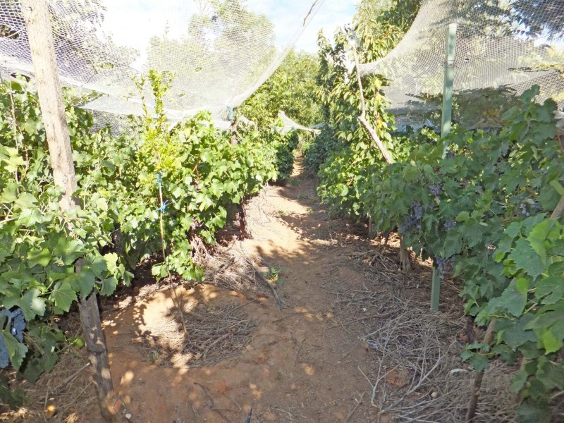 61 Waverley Avenue, Merrigum VIC 3618