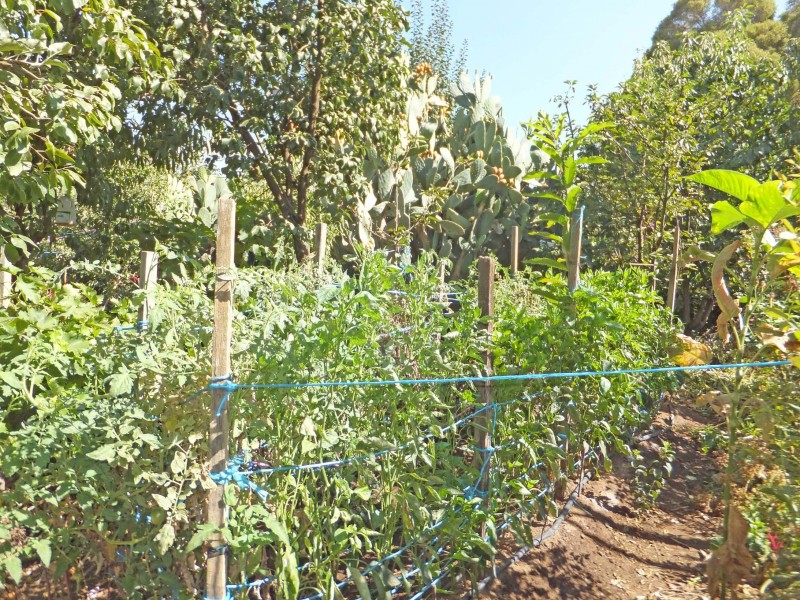 61 Waverley Avenue, Merrigum VIC 3618