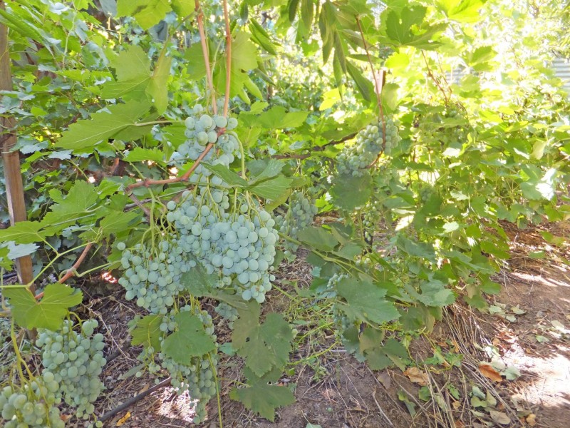 61 Waverley Avenue, Merrigum VIC 3618