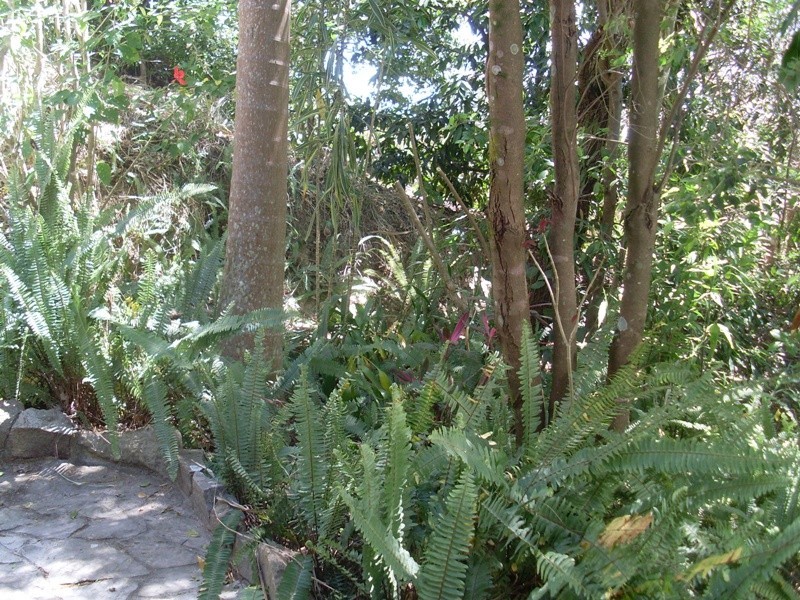 1 Nimbin Place, Maroochy River QLD 4561