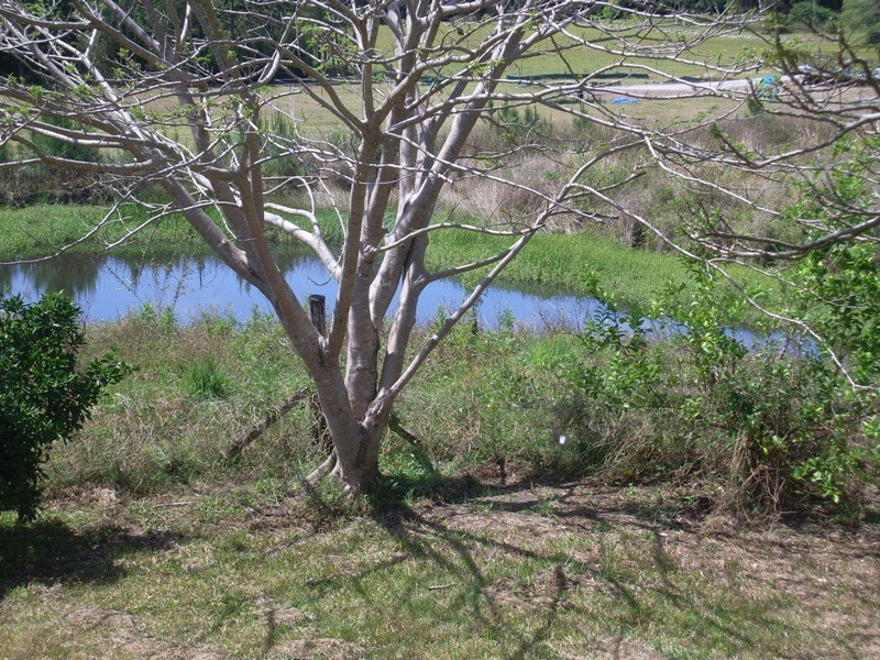 138 Wappa Walls Road, Yandina QLD 4561