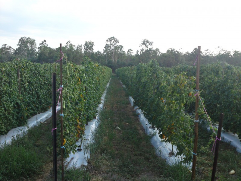 Churchable QLD 4311