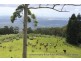 170 Freemans Rd, Lower Beechmont QLD 4211