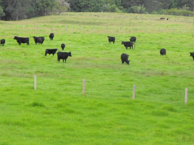 733 Washpool Rd, Stroud NSW 2425