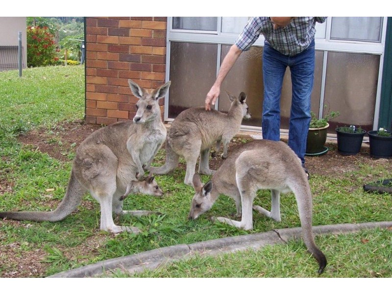 20 Karawatha Street, Buderim QLD 4556