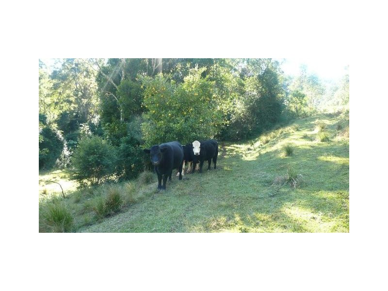 525 Bulli Creek Road, Byabarra NSW 2446