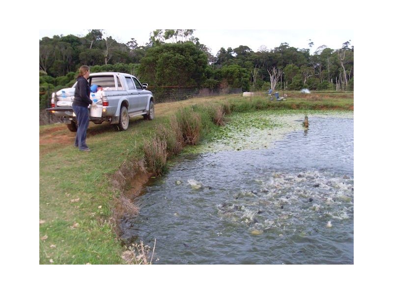 168 Stoney Creek Road, Kuranda QLD 4881