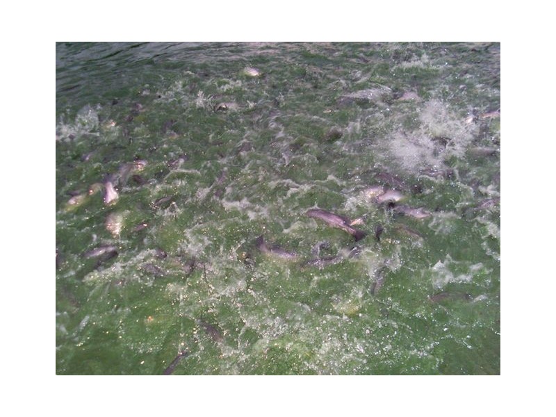 168 Stoney Creek Road, Kuranda QLD 4881