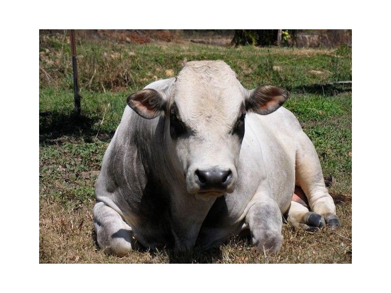 168 Stoney Creek Road, Kuranda QLD 4881