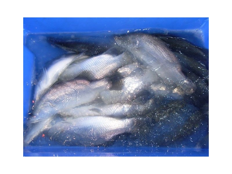 168 Stoney Creek Road, Kuranda QLD 4881