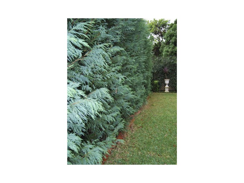 1 Dunlop Street, Epping NSW 2121