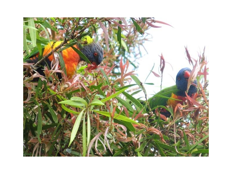 2 Basil Road, Nimbin NSW 2480