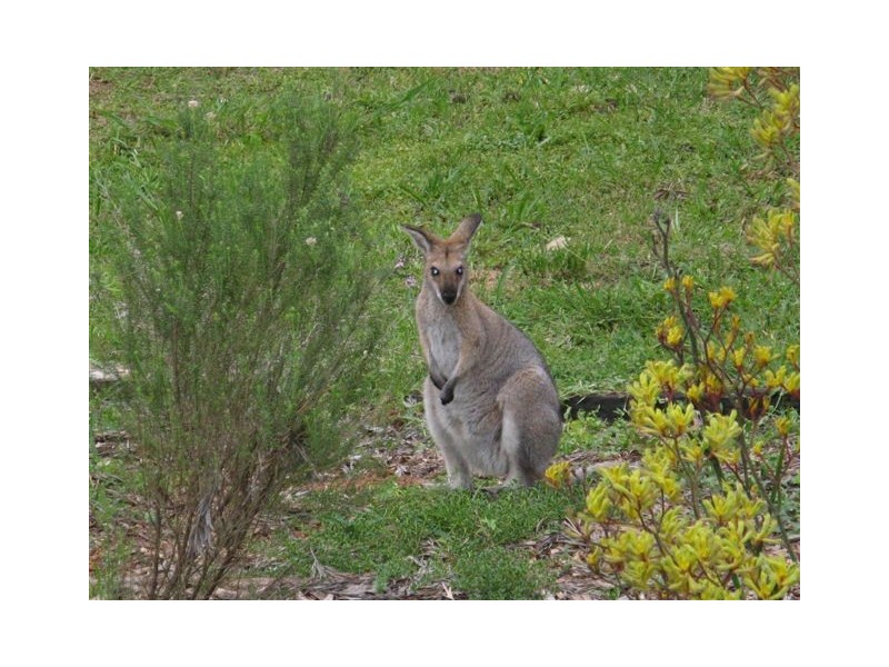 2 Basil Road, Nimbin NSW 2480