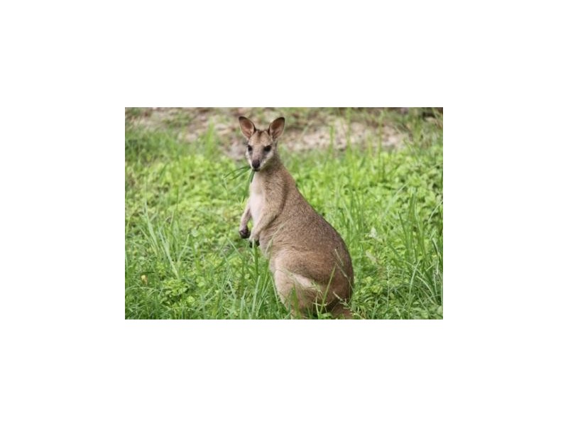 74 Domenica Drive, Sugarloaf QLD 4800