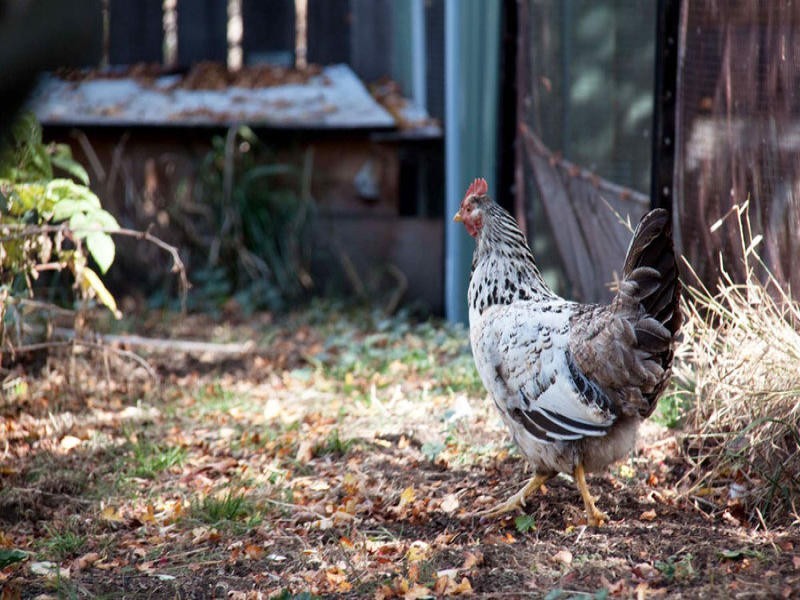 20 Alexander St, Bothwell TAS 7030