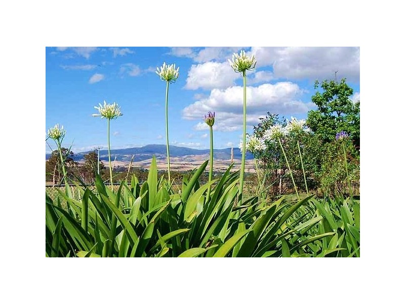 233 Uxbridge Road, Bushy Park TAS 7140