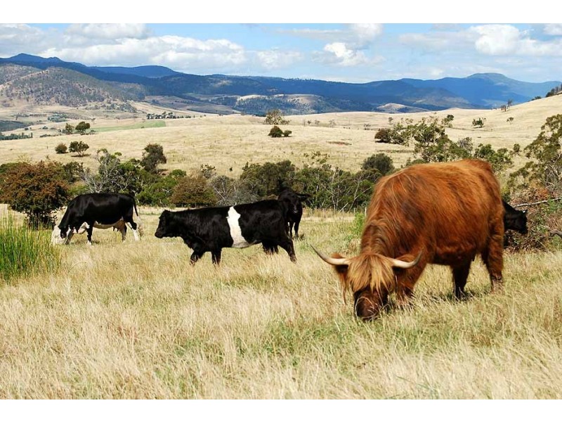 233 Uxbridge Road, Bushy Park TAS 7140