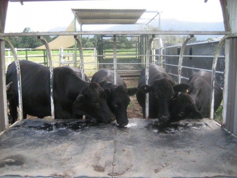 99 Lily Creek Raod, Cardwell QLD 4849