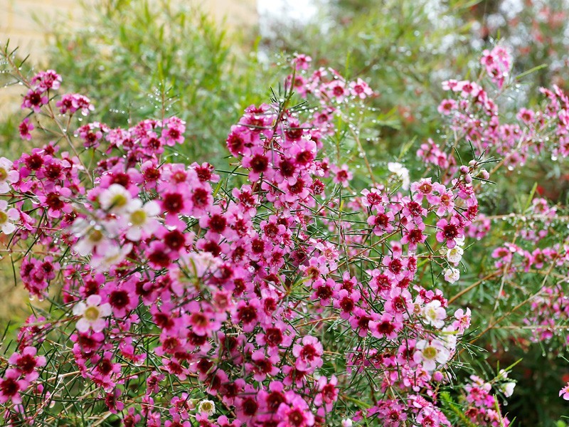 62B Hainsworth Avenue, Girrawheen WA 6064