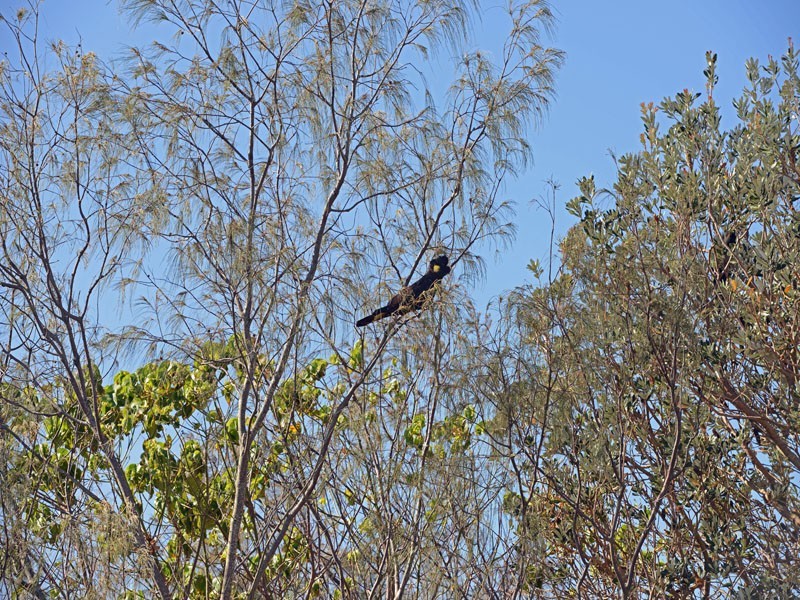 46 Marsupial Drive, Pottsville NSW 2489