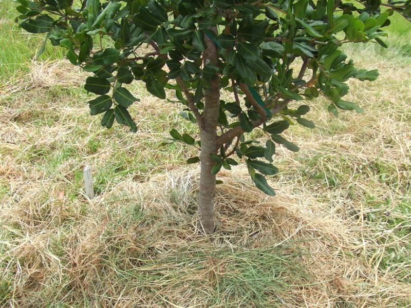 Scotts Head NSW 2447