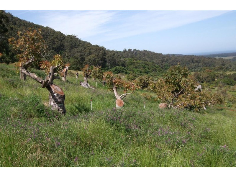 Yarrahapinni NSW 2441