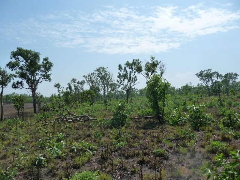 Darwin River NT 0841