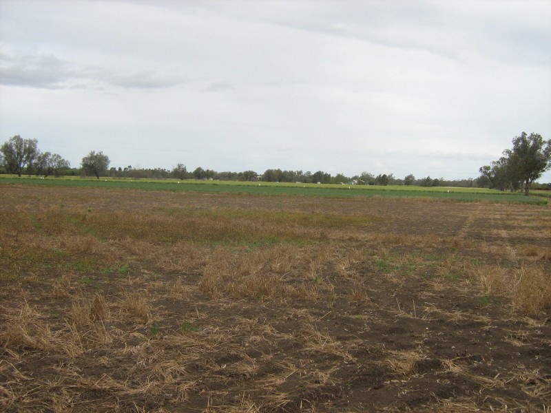1 STONNINGTON LANE, Moree NSW 2400