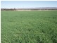 Dunedoo NSW 2844