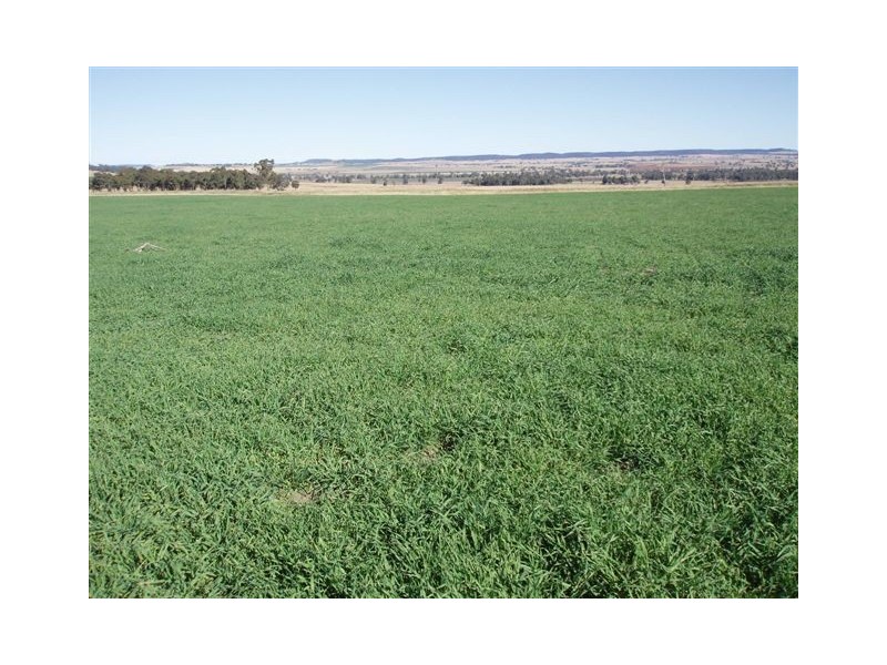 Dunedoo NSW 2844