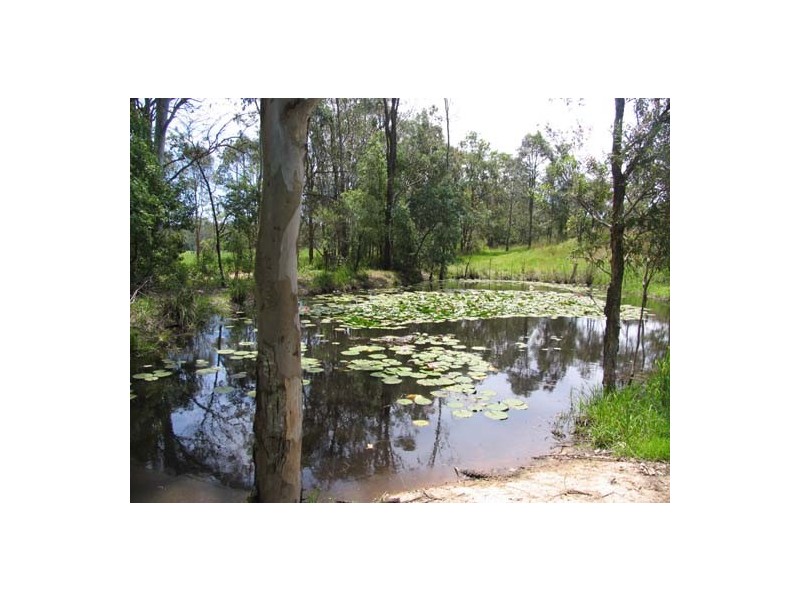 Cedar Party NSW 2429