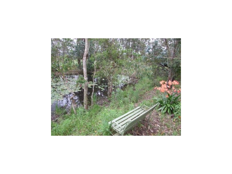 Cedar Party NSW 2429