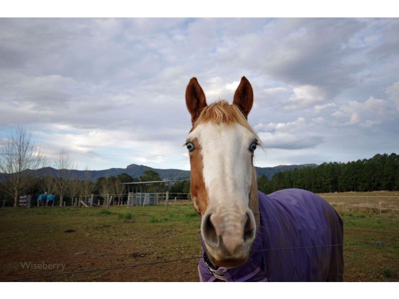 1009 Upper Lansdowne Road, Upper Lansdowne NSW 2430