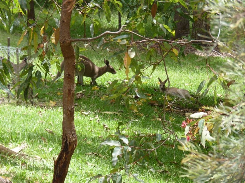 3 Supplejack Court, Lake Macdonald QLD 4563