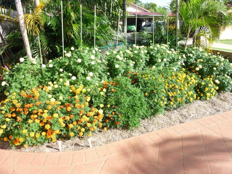 6 Amity Crt, Pelican Waters QLD 4551