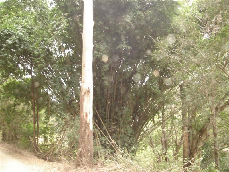 Lot 19 Upper Buckra Bendinni, Bowraville NSW 2449