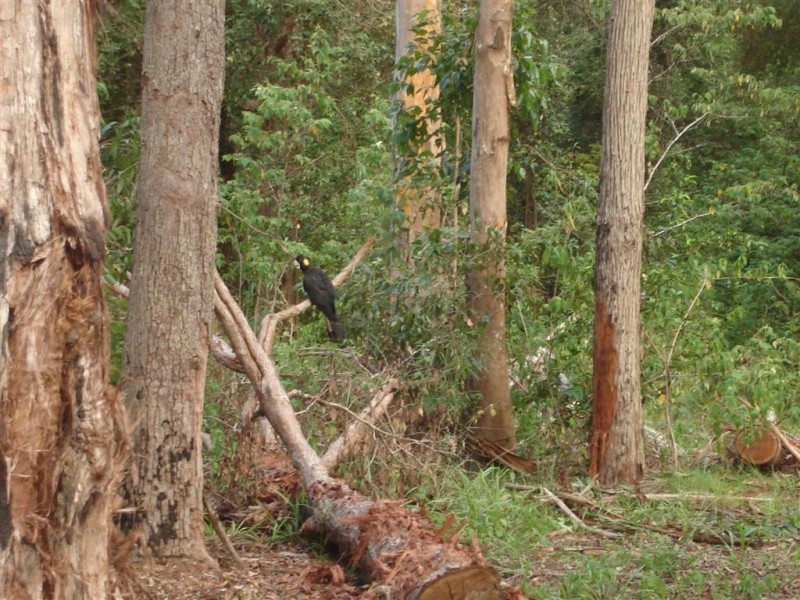 122 Grey Gum Lane, Bowraville NSW 2449