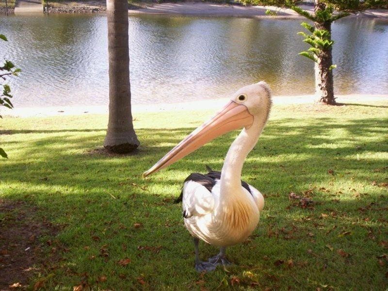 Mermaid Beach QLD 4218