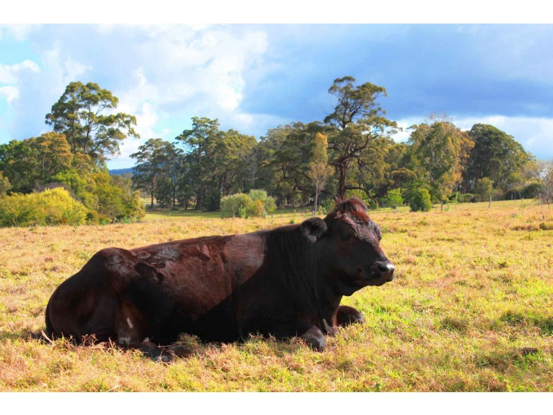 5 Don Lee Close, Armstrong Creek QLD 4520