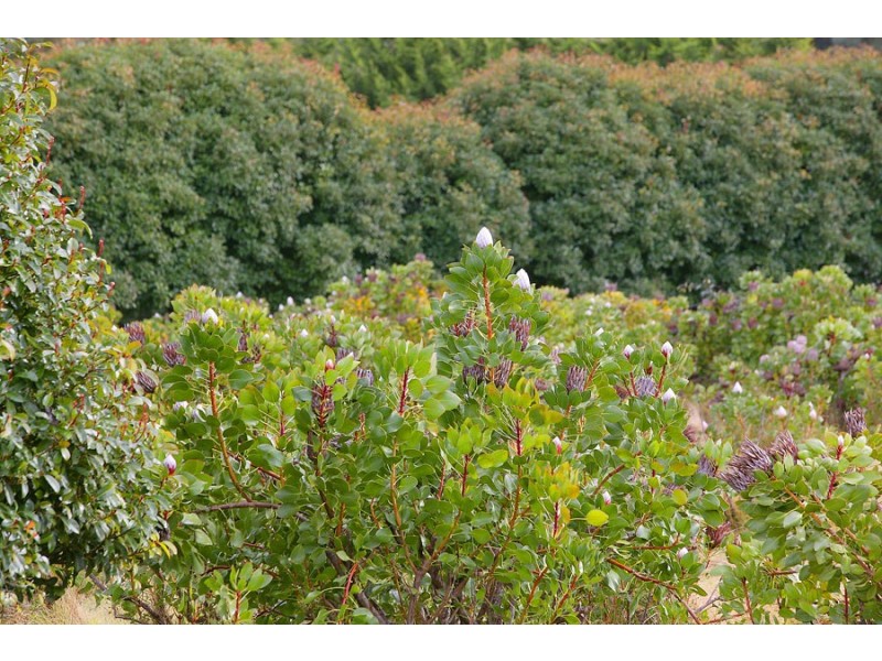 35 Angus Road, Yellingbo VIC 3139